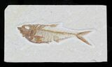 Diplomystus Fossil Fish - Wyoming #32802-1
